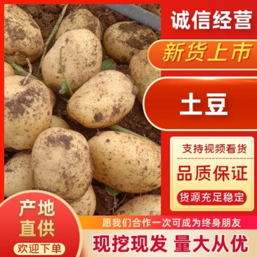 土豆希森土豆，产地直发保质保量，各种土豆欢迎考察！