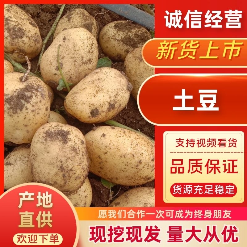 土豆希森土豆，产地直发保质保量，各种土豆欢迎考察！