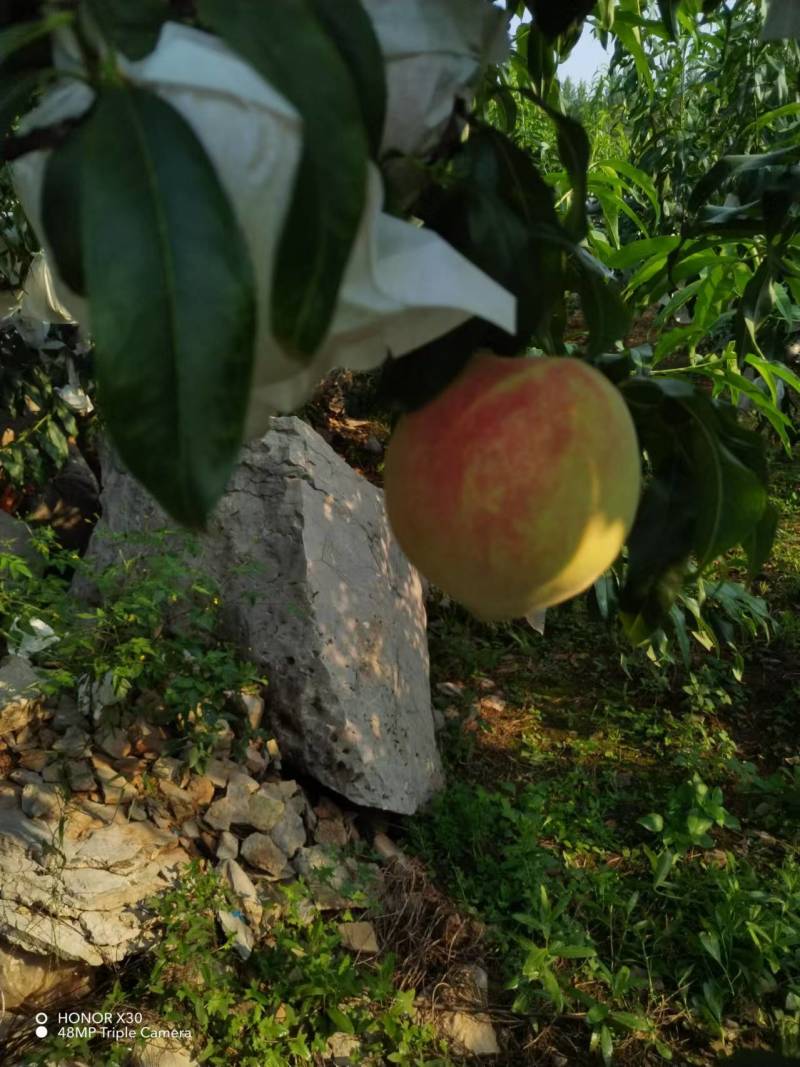 山东毛桃个头大品质好大量上市可供商超市场批发