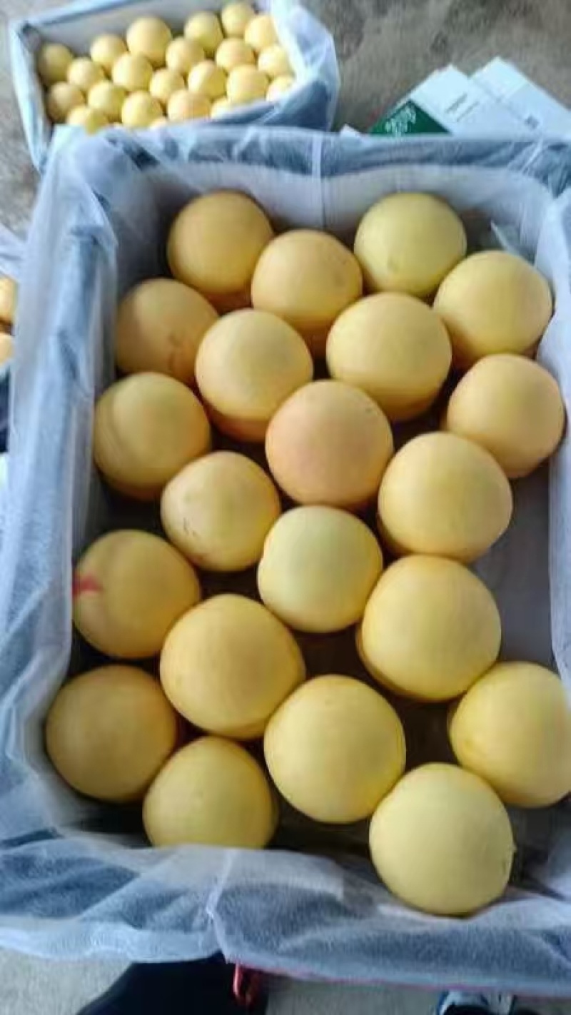 山东毛桃个头大品质好大量上市可供商超市场批发