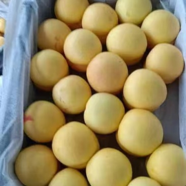 精品蓬仙桃大量上市货源充足量大从优产地直发