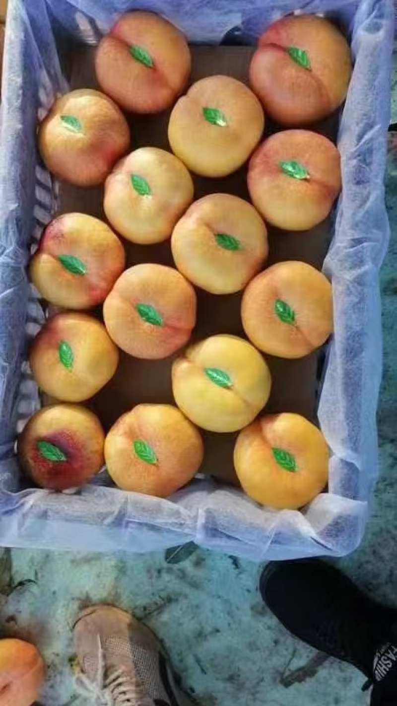 精品蓬仙桃大量上市货源充足量大从优产地直发