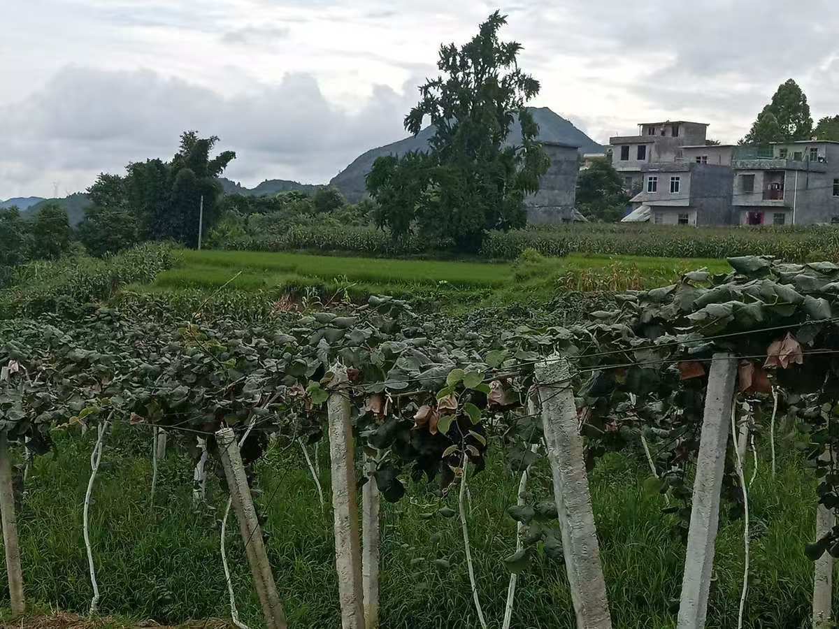 猕猴桃果园对比图