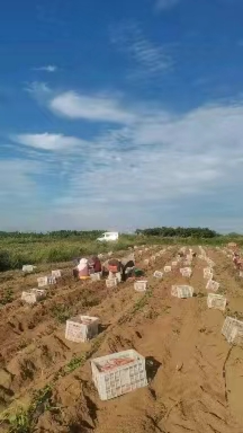 2024烟薯产地直发精品烟薯电商市场商超货源