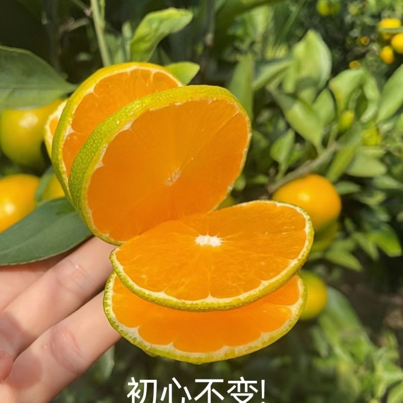 宜昌蜜橘！特早蜜橘大量供应皮薄多汁对接全国市场