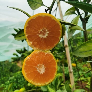宜昌蜜橘!特早蜜橘大量供应皮薄多汁对接全国市场