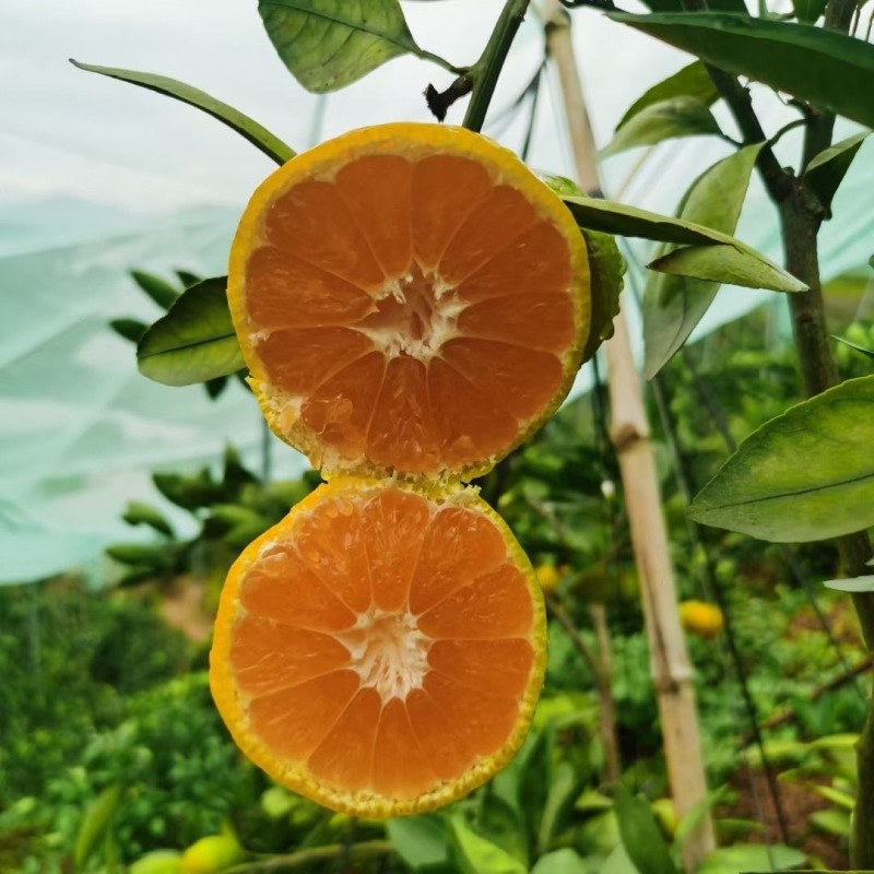宜昌蜜橘！特早蜜橘大量供应皮薄多汁对接全国市场