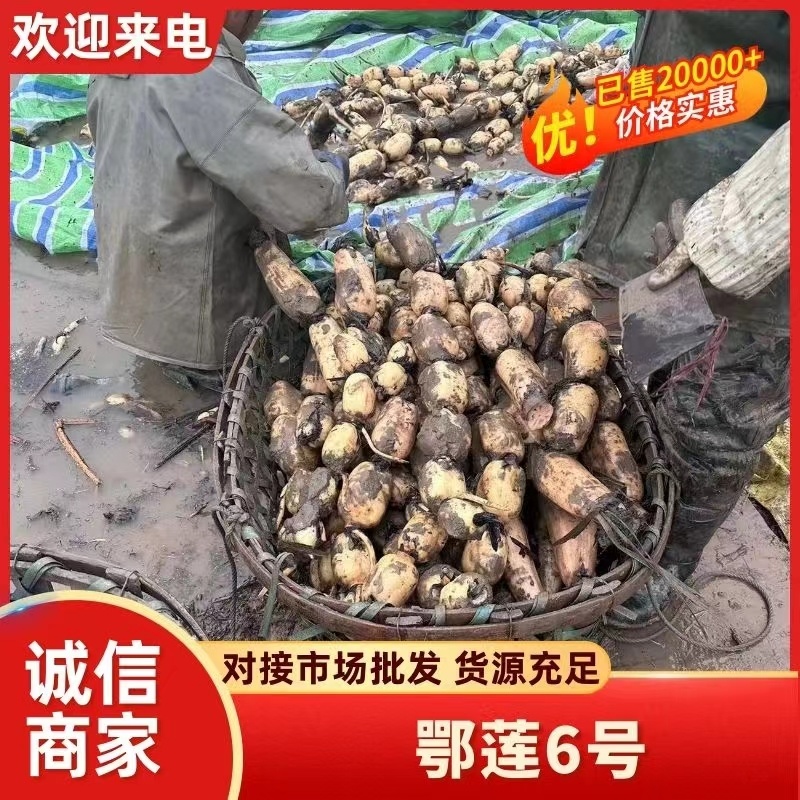 优选咸宁白莲藕泡沫箱保鲜冷藏保质保量对接商超市场