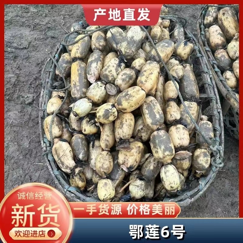 湖北早藕莲藕鄂莲6号9号大量上市产地直发质量保证
