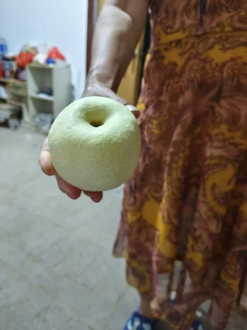 砀山酥梨，基地供应量大质优价格优惠一手货源欢迎采购