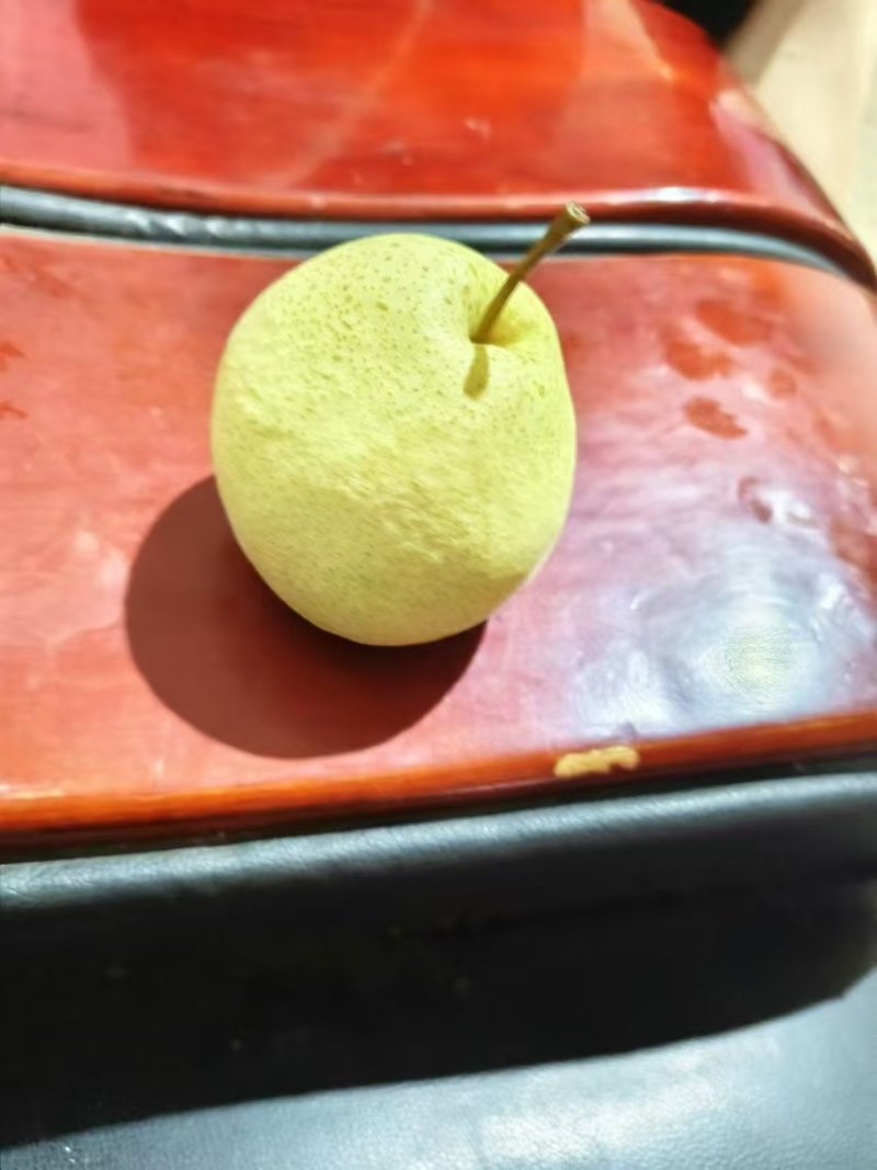 砀山酥梨，基地供应量大质优价格优惠一手货源欢迎采购