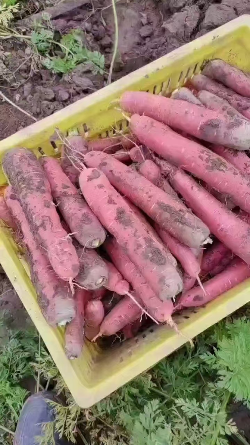 宁夏红萝卜，七寸红萝卜一手货源，大量现货，打发全国
