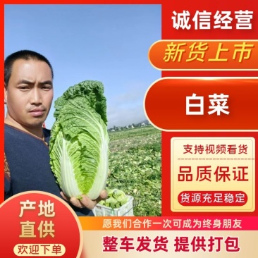 宁夏白菜产地一手货源，规格齐全，可视频看货代发全国各地，