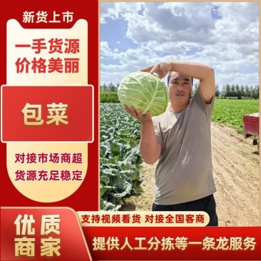 【热卖中】圆包菜，产地一手货源，规格齐全，可视频看货