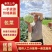 【热卖中】圆包菜，产地一手货源，规格齐全，可视频看货
