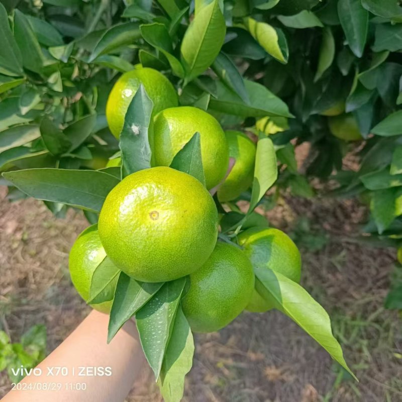 特早蜜桔，四川产地直发，全国供货，价格便宜，可视频看货