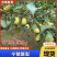 【支持预定】酥梨,万亩梨园直供,随到随装,品质保证