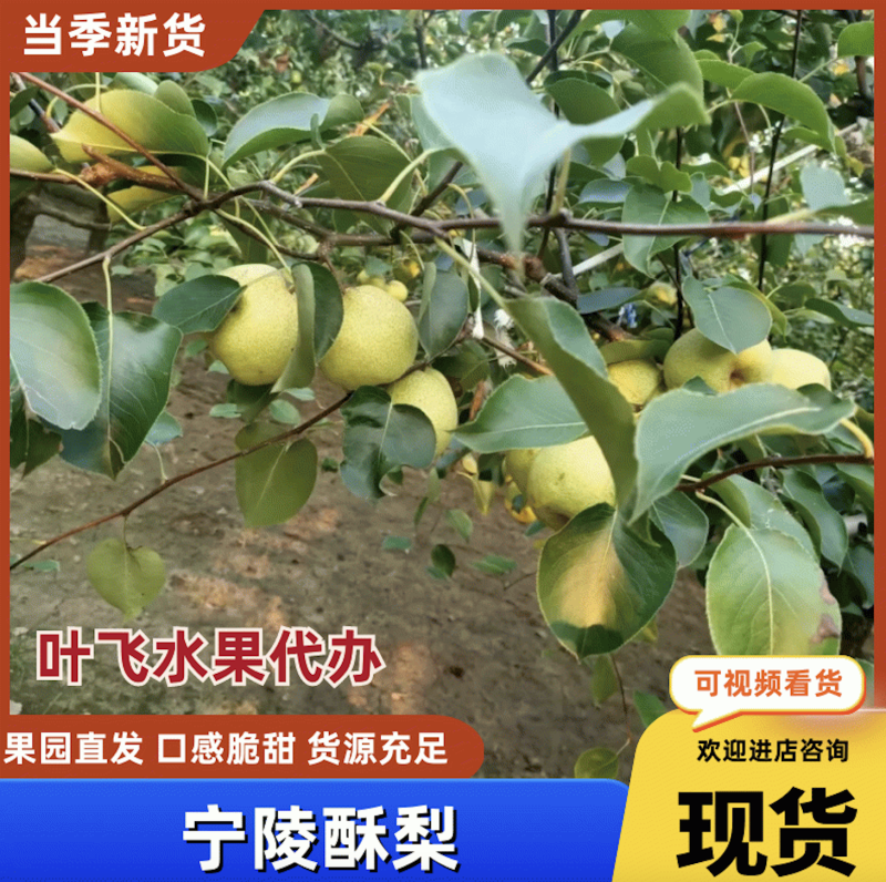 【支持预定】酥梨，万亩梨园直供，随到随装，品质保证