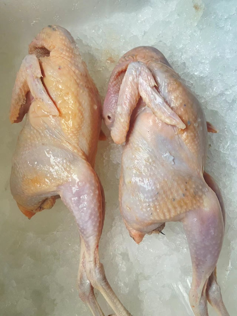 佛山鹧鸪肉基地直发量大优惠规格齐全欢迎进店咨询