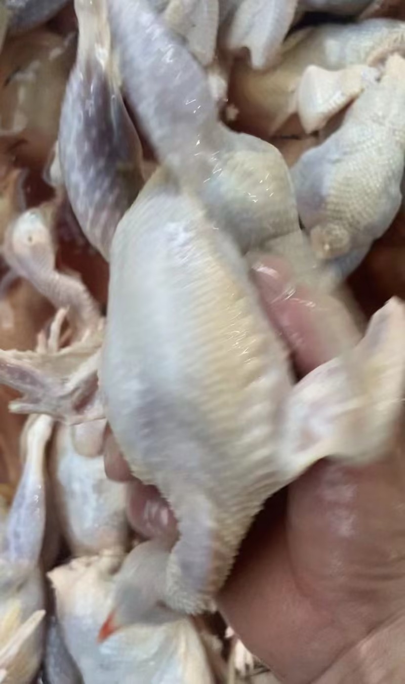 佛山鹧鸪肉基地直发量大优惠规格齐全欢迎进店咨询