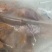 佛山鹧鸪肉基地直发量大优惠规格齐全欢迎进店咨询