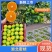 蜜桔湖北蜜桔大量上市中规格齐全产地直供品质保障