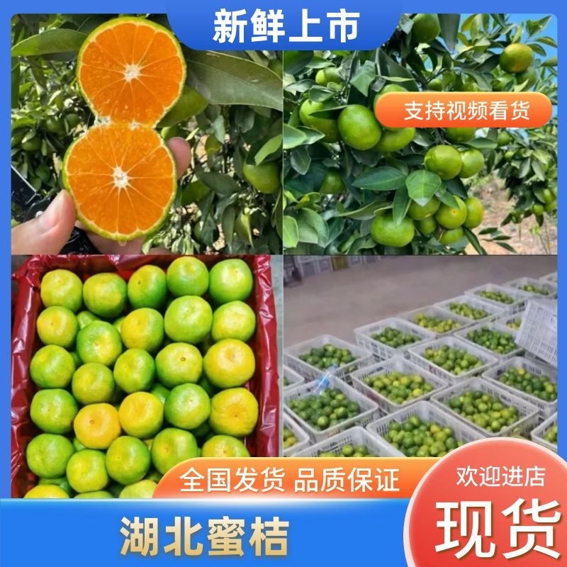 蜜桔湖北蜜桔大量上市中规格齐全产地直供品质保障
