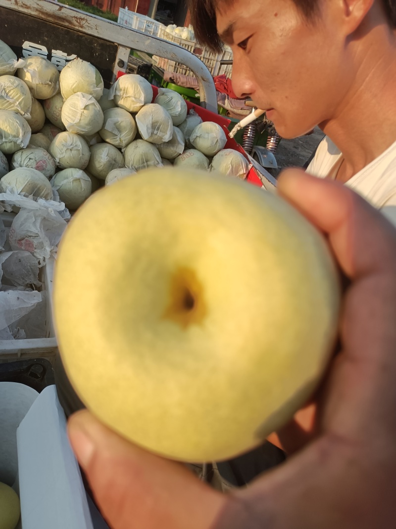 酥梨砀山酥梨大量供应脆甜多汁对接全国市场电商
