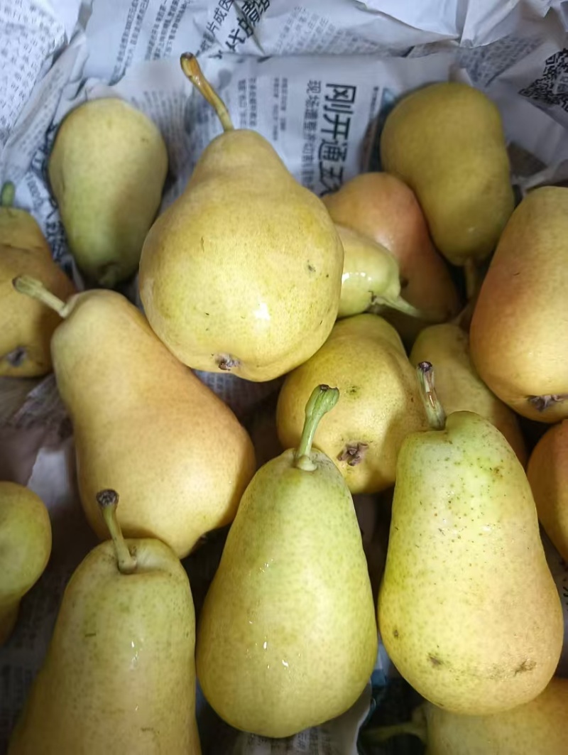 【进店】巴梨洋梨葫芦梨黄梨脆甜多汁电商超市供应