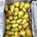 【进店】巴梨洋梨葫芦梨黄梨脆甜多汁电商超市供应