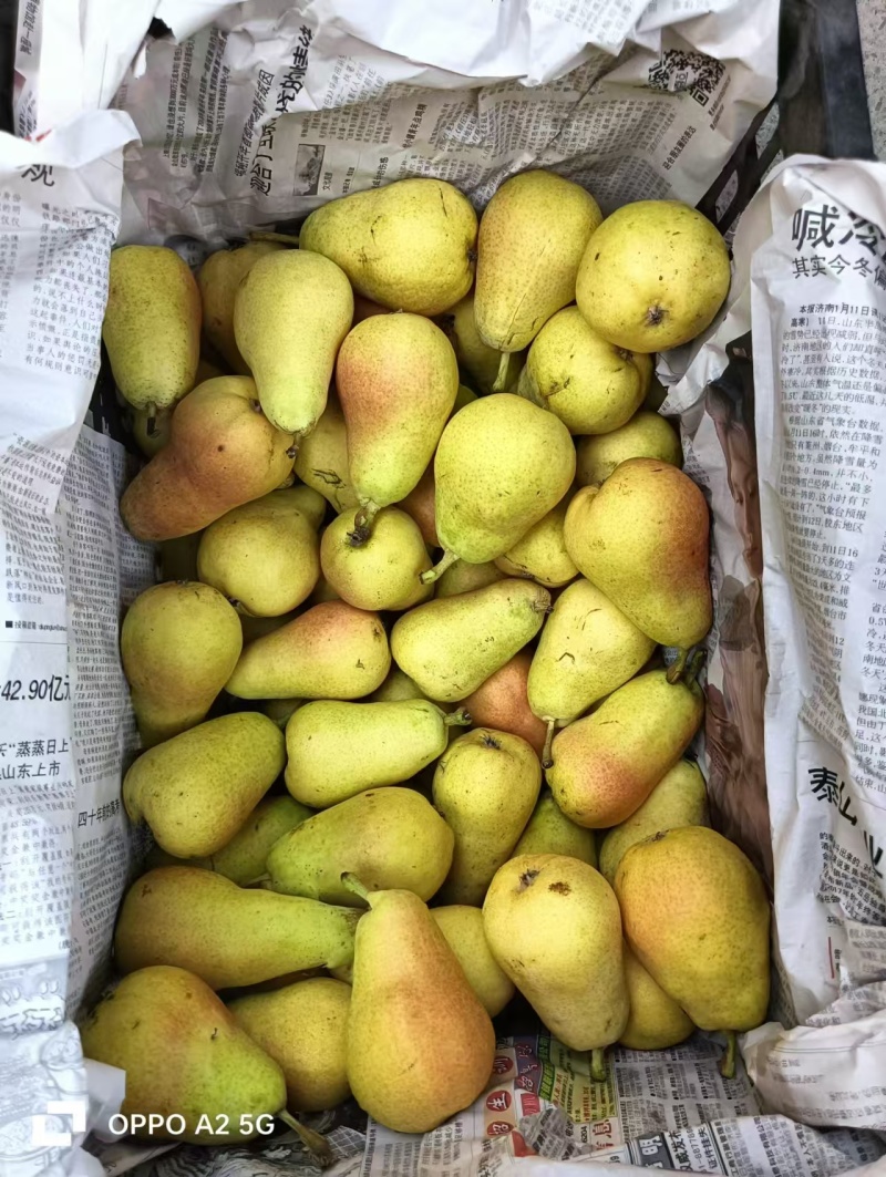 【进店】巴梨洋梨葫芦梨黄梨脆甜多汁电商超市供应