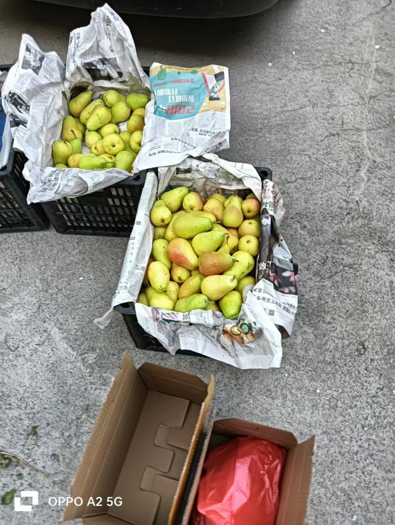 【进店】巴梨洋梨葫芦梨黄梨脆甜多汁电商超市供应