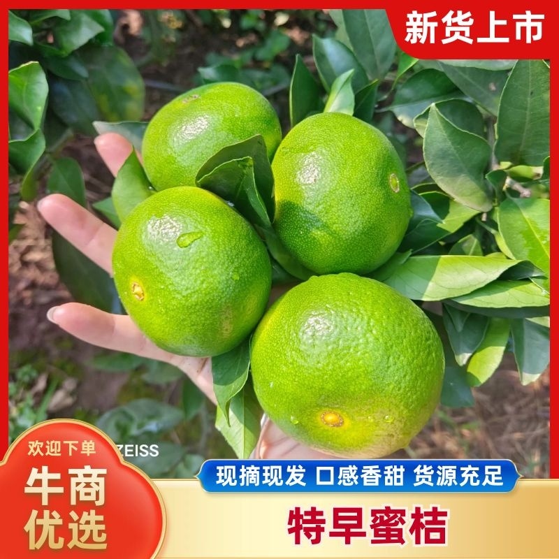 特早蜜桔，四川产地直发，全国供货，价格便宜，可视频看货