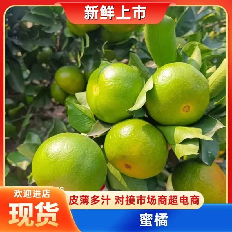 四川早熟蜜桔开始上色了，一手货源，品质保证，量大从优