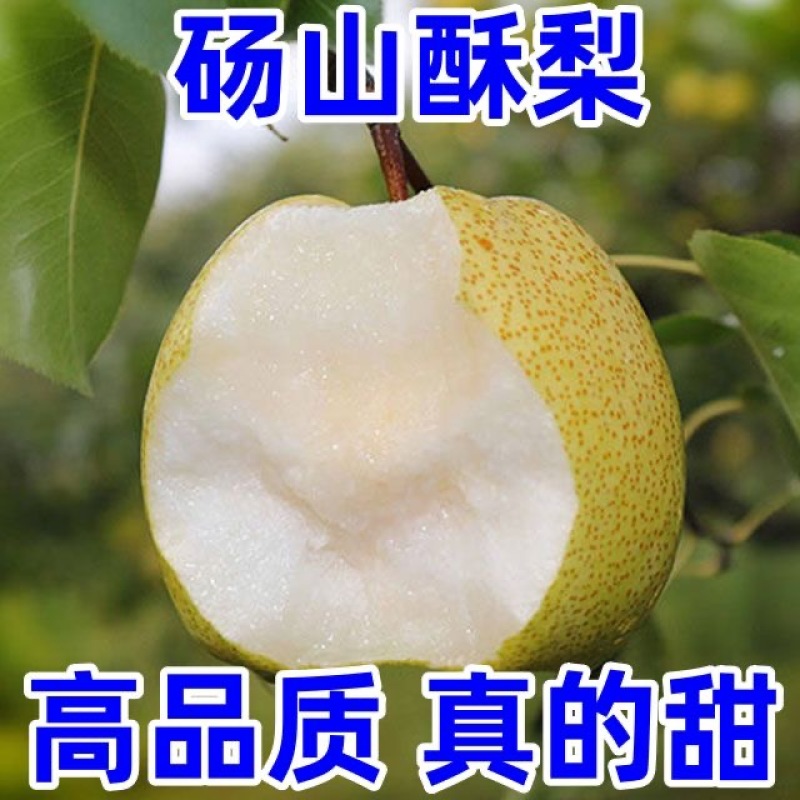 酥梨砀山酥梨大量供应脆甜多汁对接全国市场电商