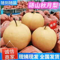 秋月梨基地直供/现摘现发/现货供应/可全国代发