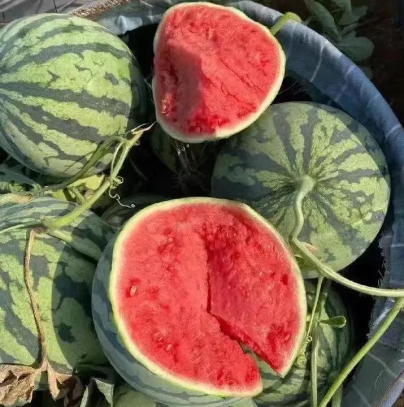 【美都西瓜】江苏盐城精品二茬西瓜产地直发代发全国可视频