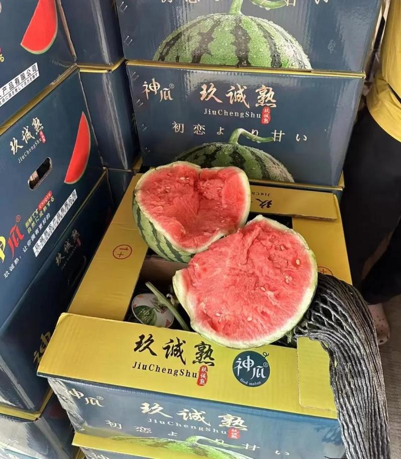 【美都西瓜】江苏盐城精品二茬西瓜产地直发代发全国可视频