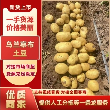 内蒙精品土豆各种品种应有尽有土豆产地直发品质保障