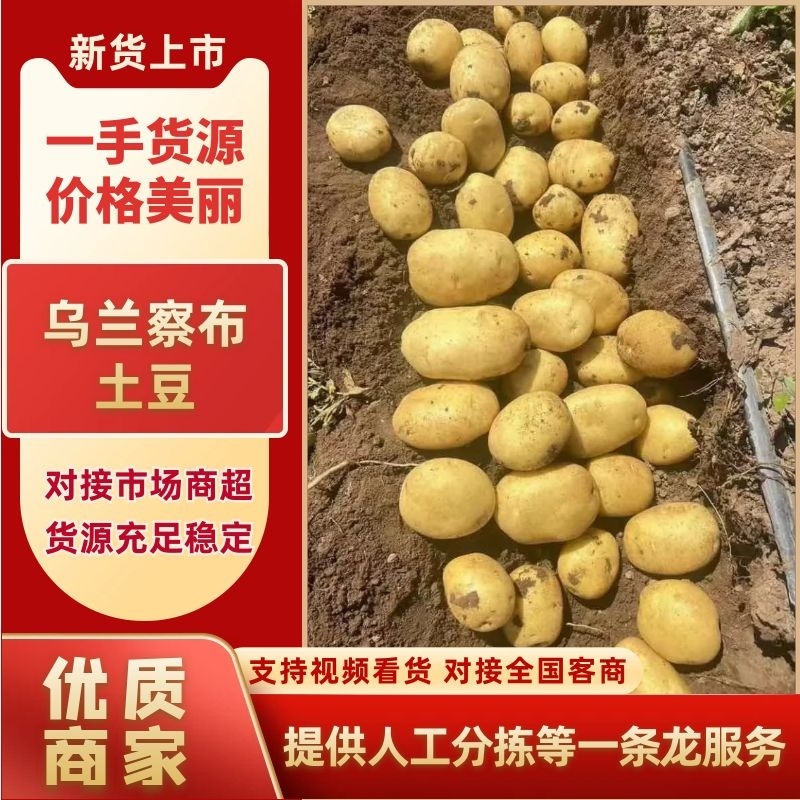 内蒙精品土豆各种品种应有尽有土豆产地直发品质保障