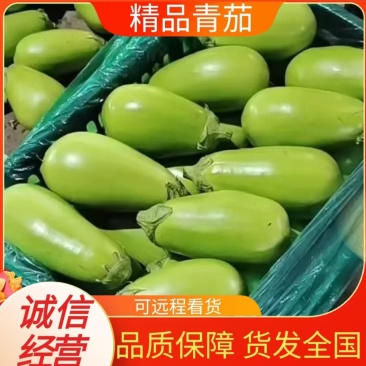 优选青茄河南青茄子大量现货对接全国各大市场
