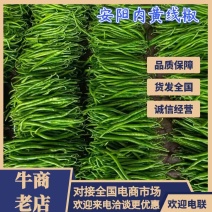 优选线椒鲜辣椒一手货源品质好量大从优对接全国市场