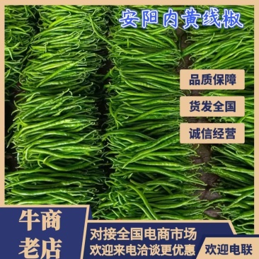 优选线椒鲜辣椒一手货源品质好量大从优对接全国市场