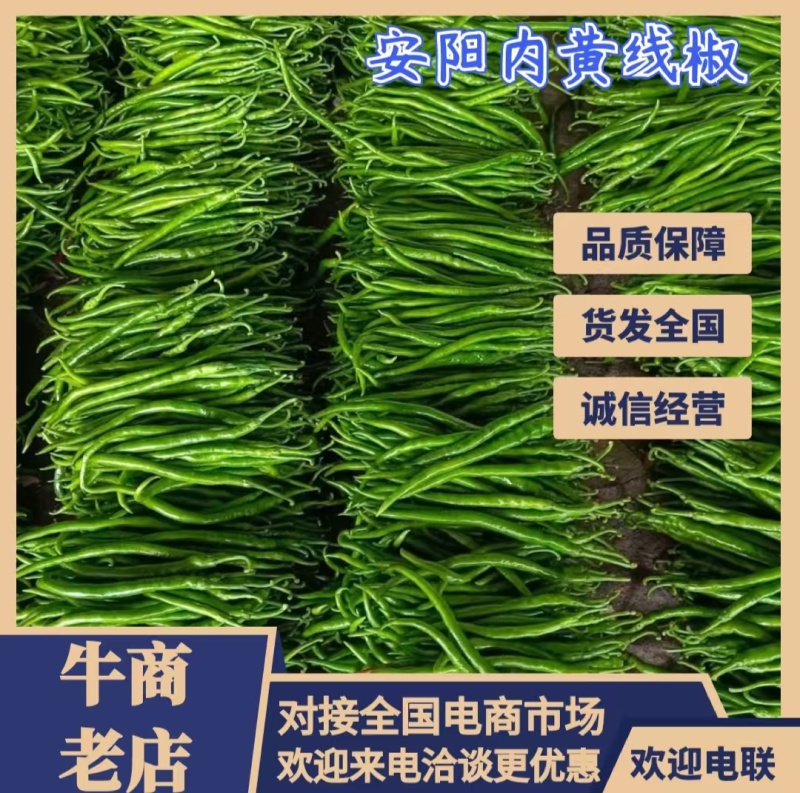 优选线椒鲜辣椒一手货源品质好量大从优对接全国市场