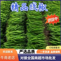 河南线椒辣椒品质好货发全国可供商超市场批发