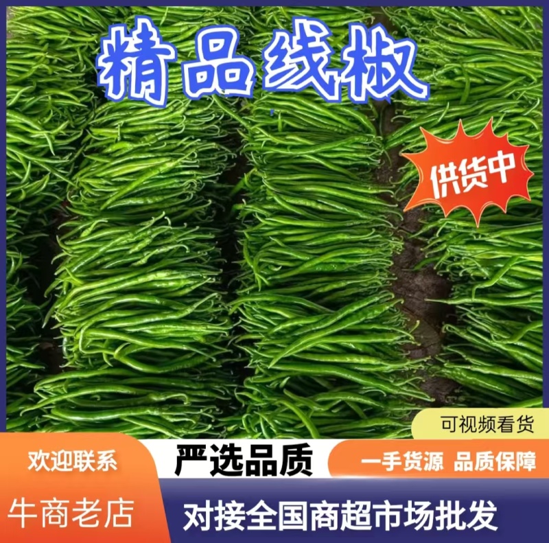 河南线椒辣椒品质好货发全国可供商超市场批发