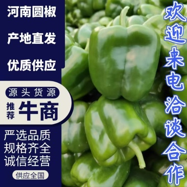 圆椒安阳产地直发品质好货源充足对接全国市场