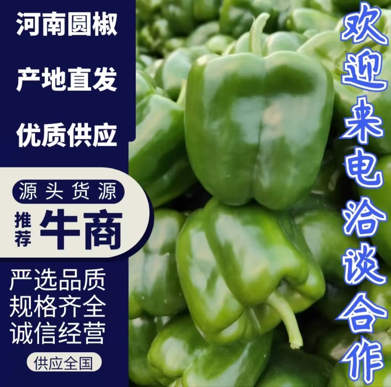 圆椒安阳产地直发品质好货源充足对接全国市场