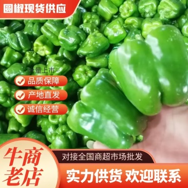 优选圆椒鲜辣椒量大从优诚信经营对接全国市场