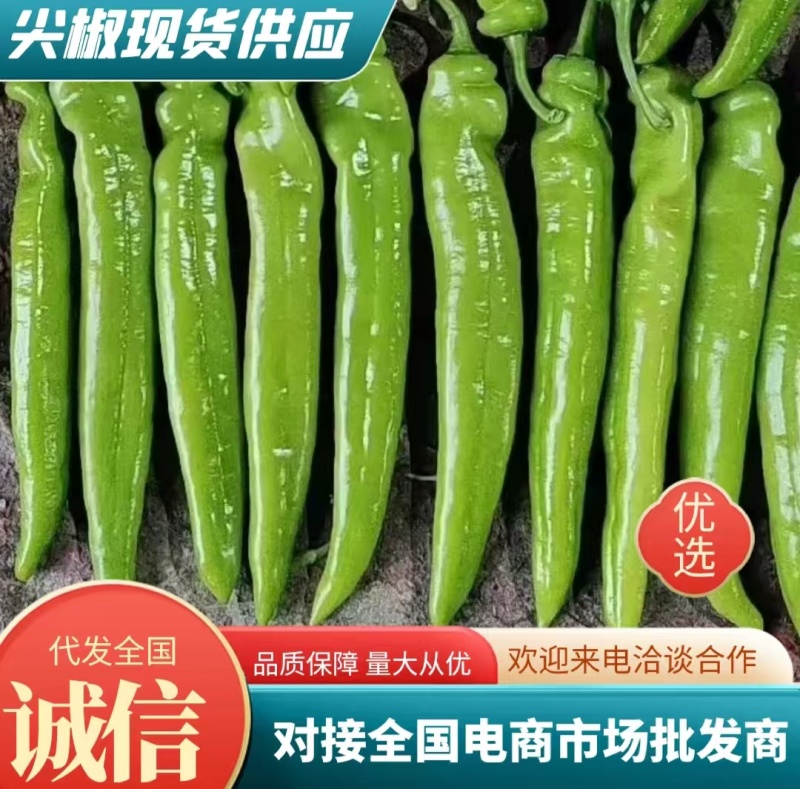 精品尖椒辣椒品质好产地直发实力货发全国市场